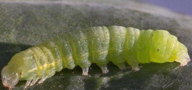 Holes on pepper leaves: why they appeared on seedlings, what to do