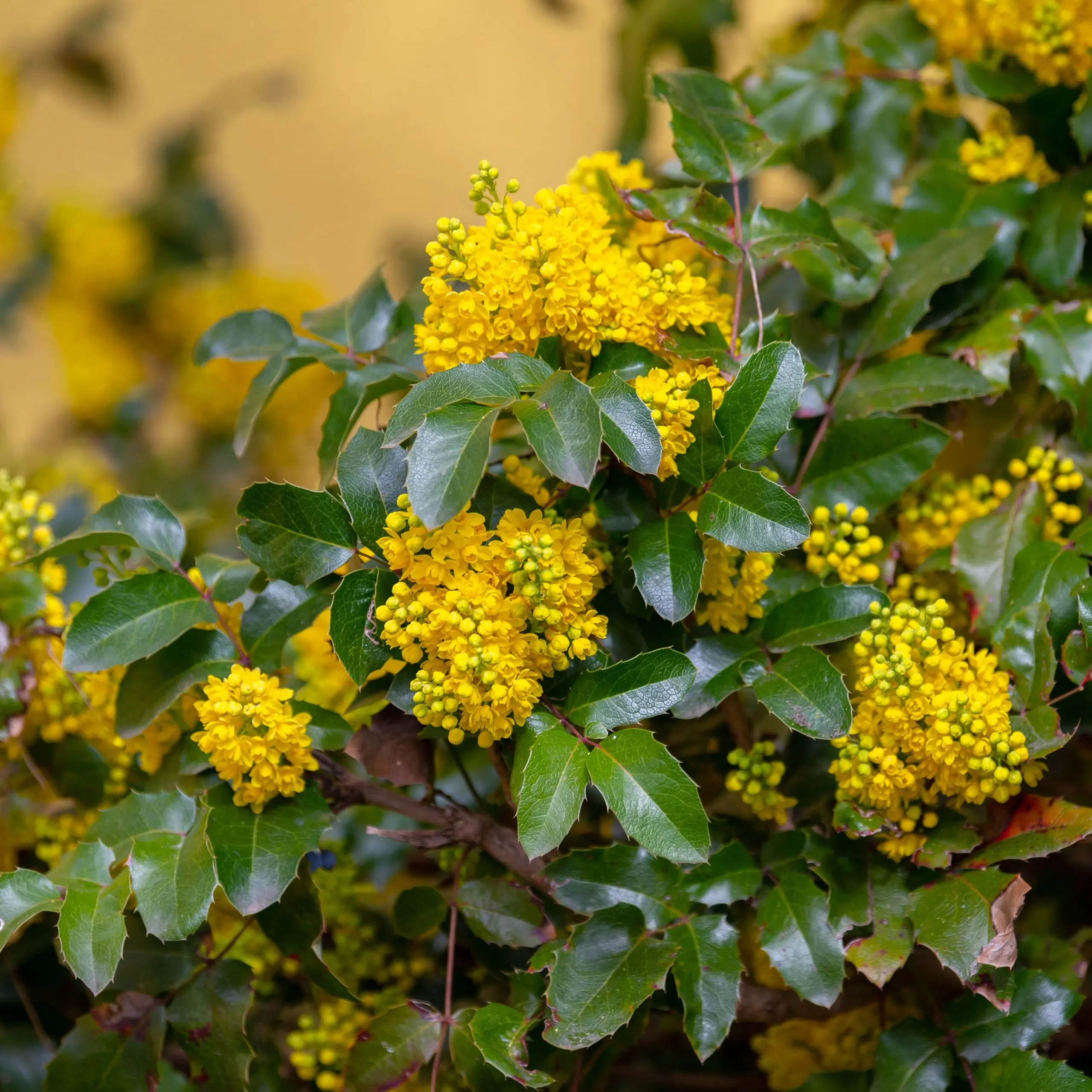 Holly mahonia: care and cultivation, propagation by cuttings