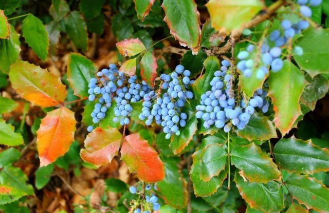 Holly mahonia: edible or not, the benefits and harms of berries, how to take