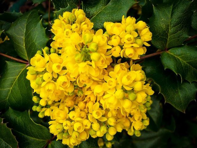 Holly mahonia: edible or not, the benefits and harms of berries, how to take