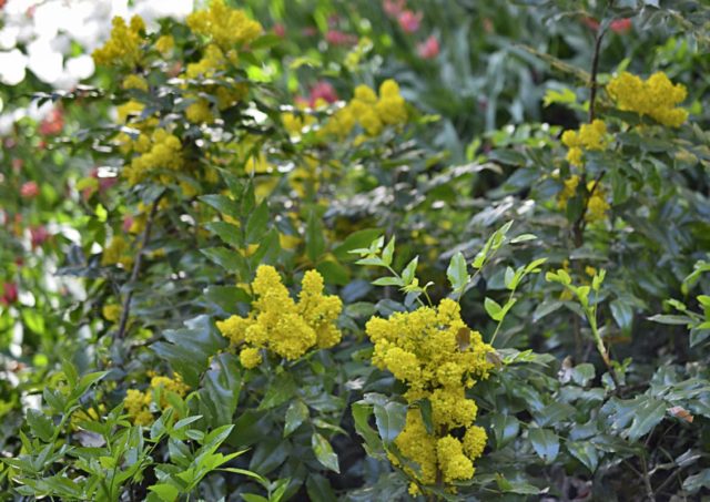 Holly mahonia: edible or not, the benefits and harms of berries, how to take