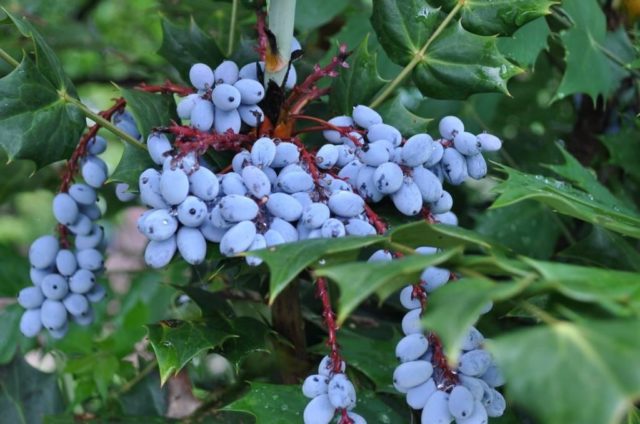 Holly mahonia: edible or not, the benefits and harms of berries, how to take