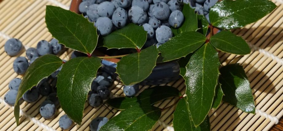 Holly mahonia: edible or not, the benefits and harms of berries, how to take