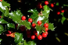 Holly poisoning (Ilex) &#8211; symptoms and first aid