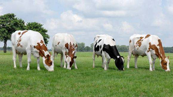 Holstein Friesian breed of cows