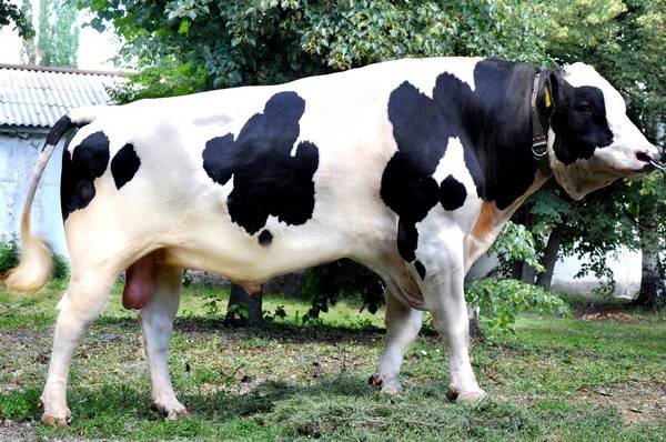 Holstein Friesian breed of cows