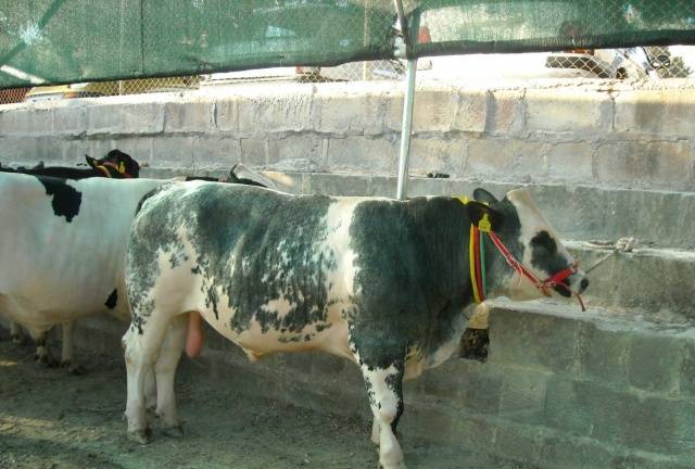 Holstein Friesian breed of cows