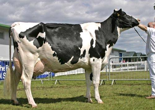 Holstein Friesian breed of cows