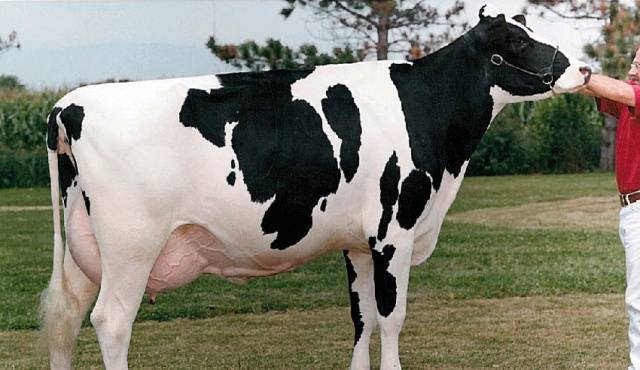 Holstein Friesian breed of cows