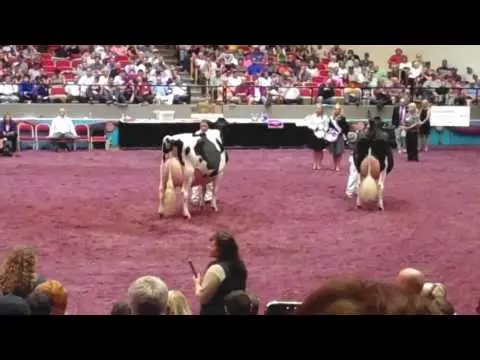 Holstein Friesian breed of cows