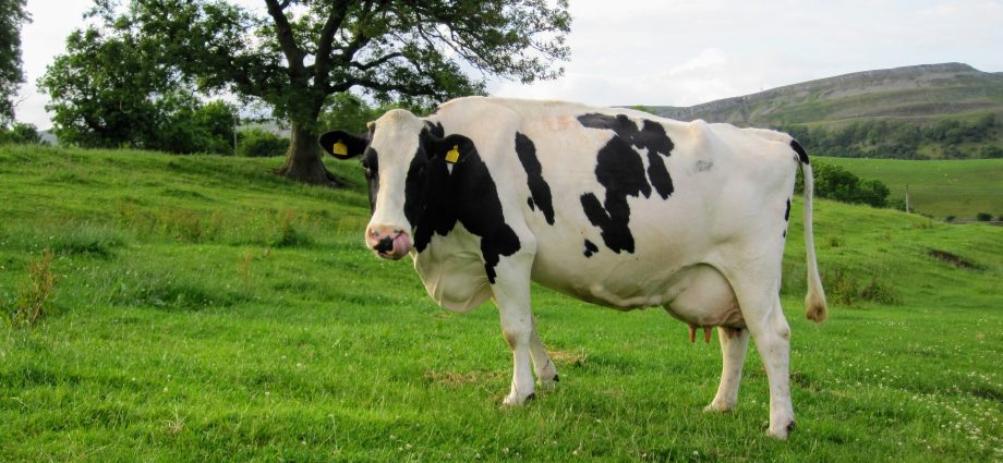 Holstein Friesian breed of cows