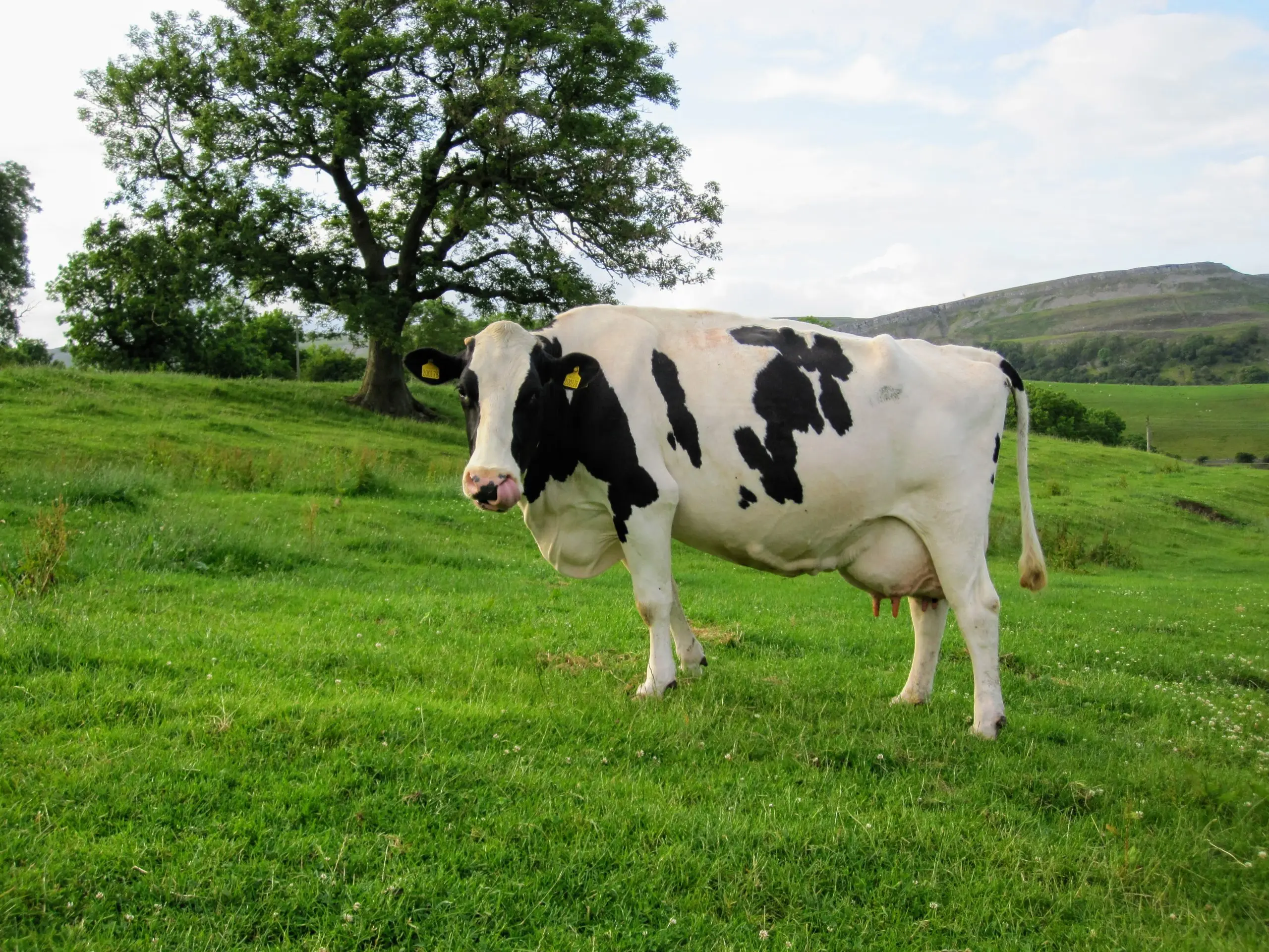 Holstein Friesian breed of cows