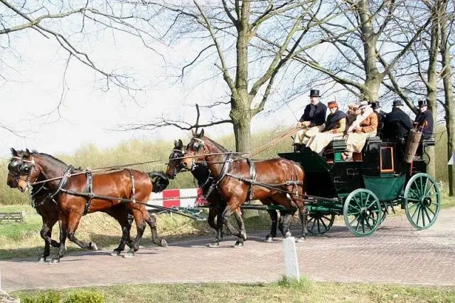 Holstein horse