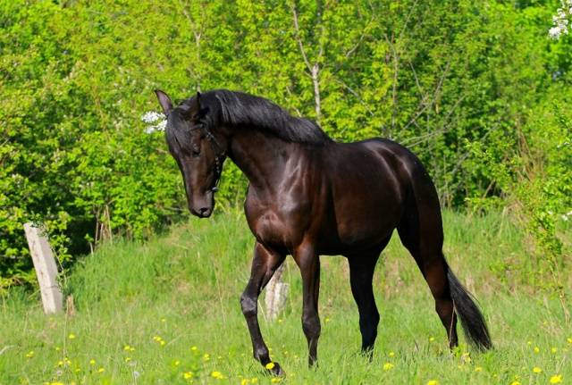 Holstein horse