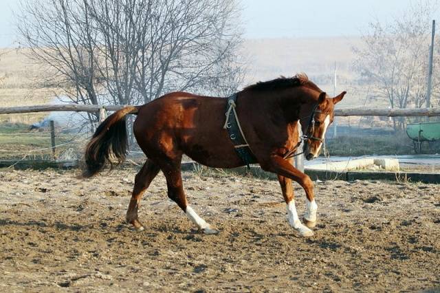 Holstein horse