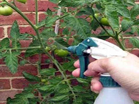 Homa processing of tomatoes