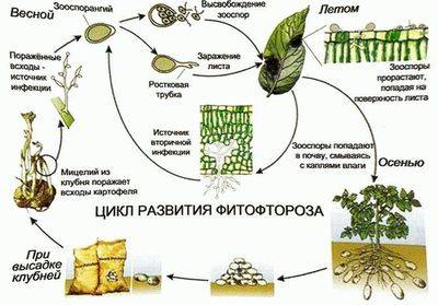 Homa processing of tomatoes