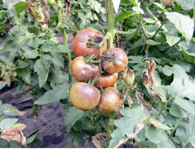 Homa processing of tomatoes