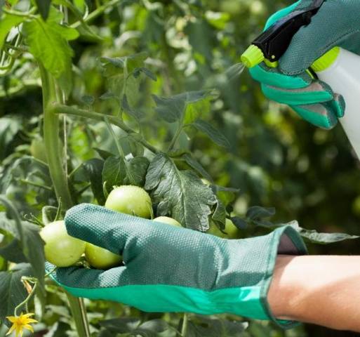 Homa processing of tomatoes