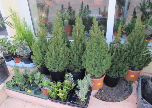 Home fir in a pot: how to care