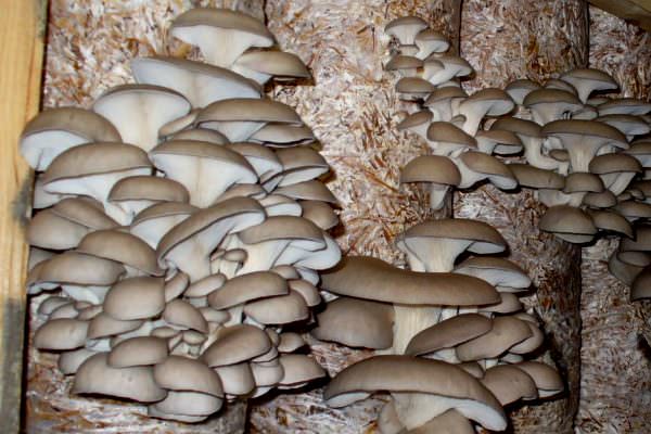 Home mycelium (from boxes, stump, bag): what mushrooms can be cultivated in it + step-by-step instructions for growing