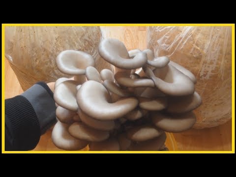 Home mycelium (from boxes, stump, bag): what mushrooms can be cultivated in it + step-by-step instructions for growing