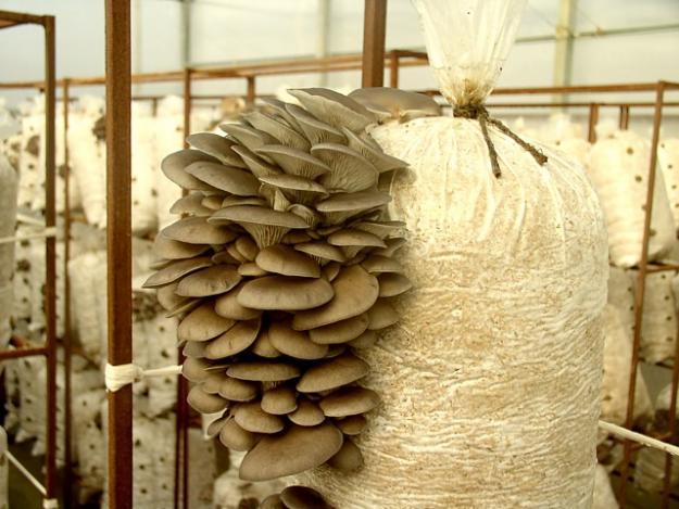 Home mycelium (from boxes, stump, bag): what mushrooms can be cultivated in it + step-by-step instructions for growing