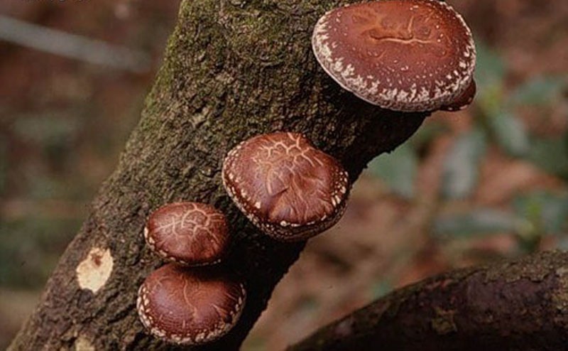 Home mycelium (from boxes, stump, bag): what mushrooms can be cultivated in it + step-by-step instructions for growing