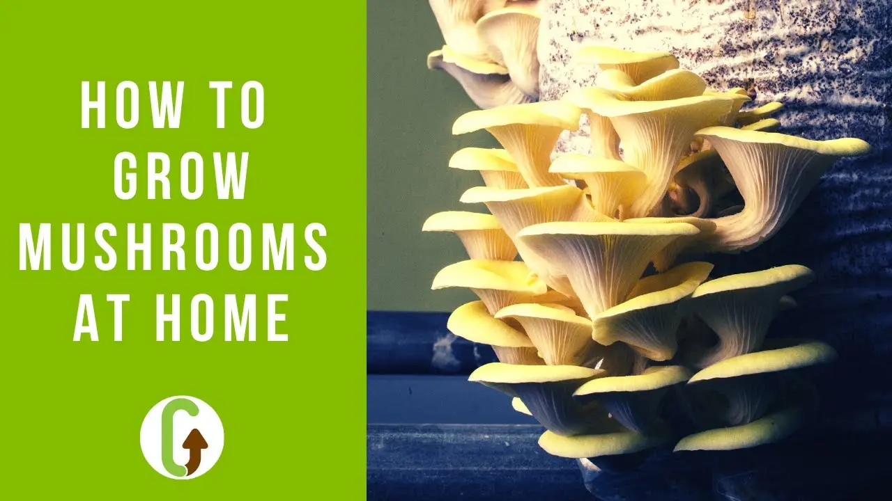 Home mycelium (from boxes, stump, bag): what mushrooms can be cultivated in it + step-by-step instructions for growing