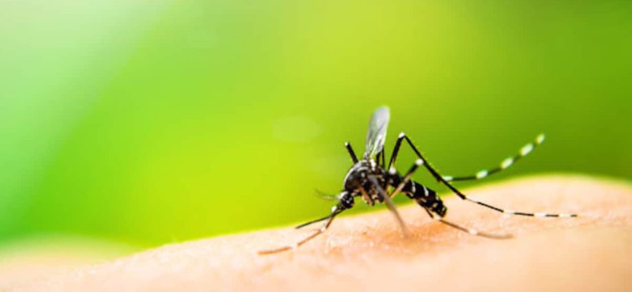 Home remedies for mosquito bites. Some very surprising