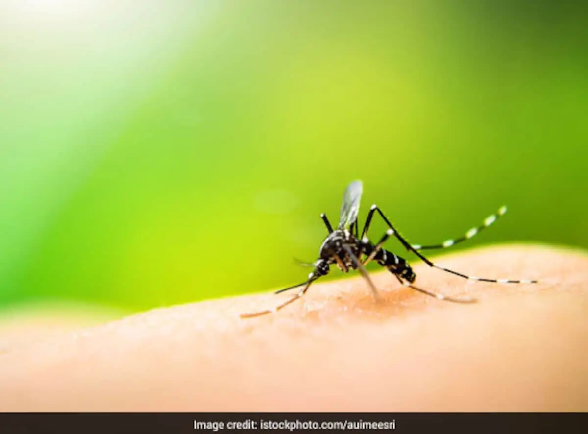 Home remedies for mosquito bites. Some very surprising