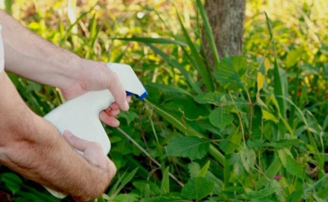 Home remedy for weeds with vinegar