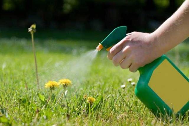 Home remedy for weeds with vinegar