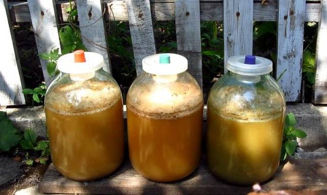 Homemade apple wine: a simple recipe