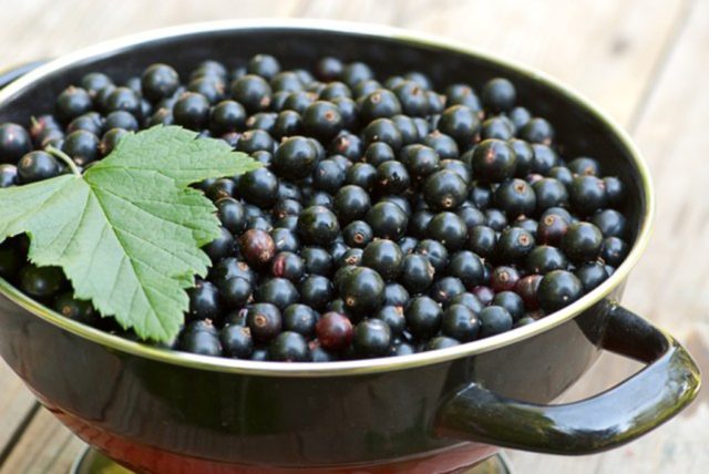 Homemade blackcurrant wine: step by step recipes