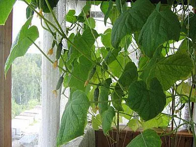 Homemade cucumbers on the balcony and loggia