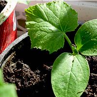 Homemade cucumbers on the balcony and loggia