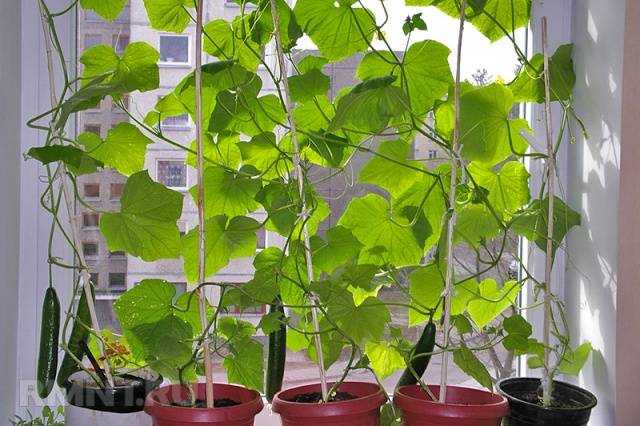 Homemade cucumbers on the balcony and loggia