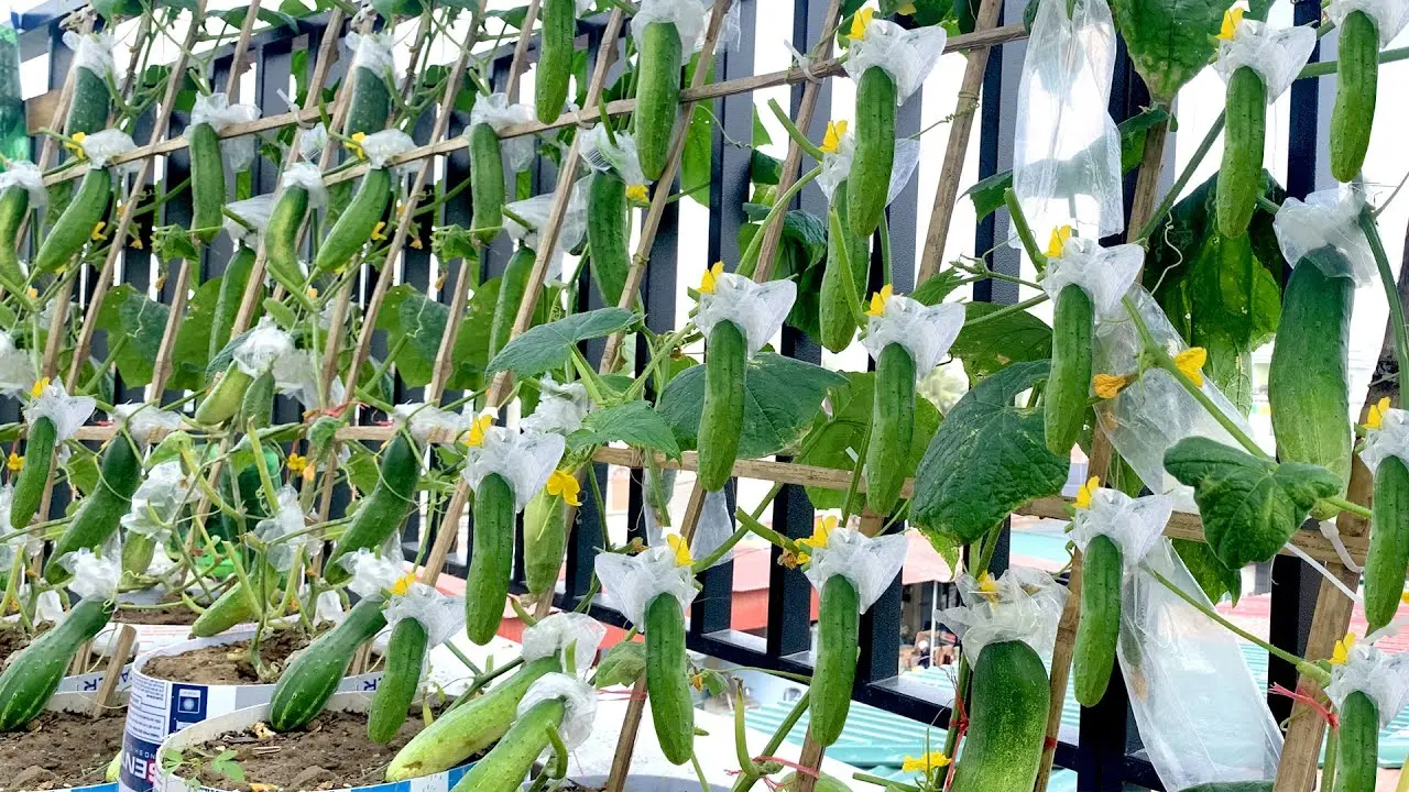 Homemade cucumbers on the balcony and loggia