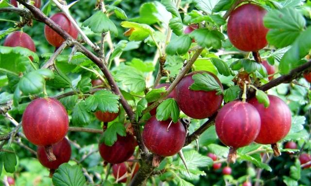 Homemade gooseberry wine 