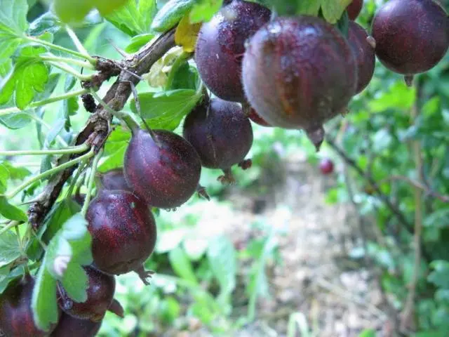 Homemade gooseberry wine 