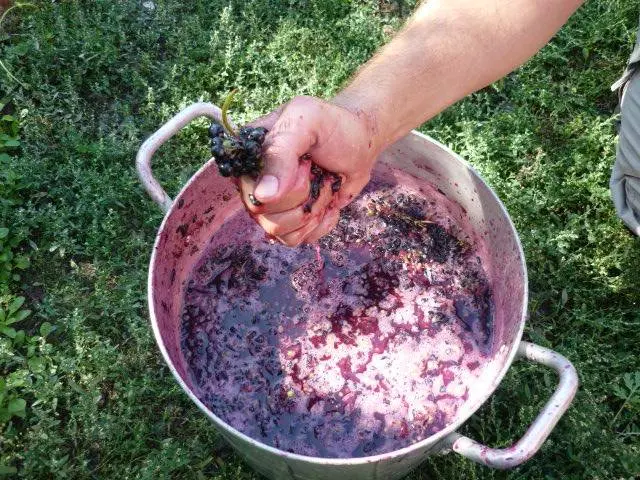 Homemade grape juice wine 