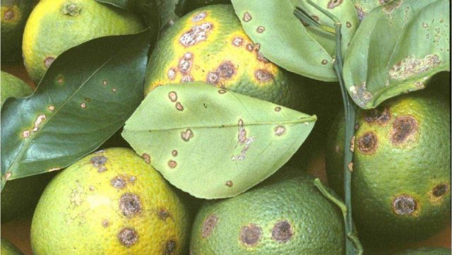 Homemade Lemon Pests: Causes and Treatment