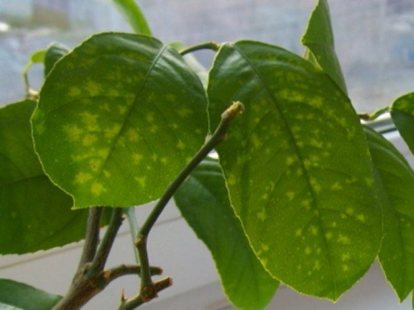 Homemade Lemon Pests: Causes and Treatment