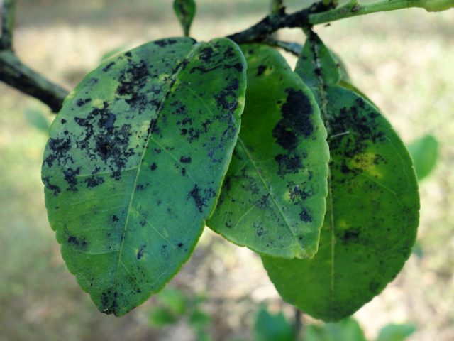 Homemade Lemon Pests: Causes and Treatment