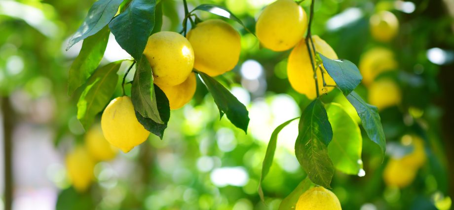 Homemade Lemon Pests: Causes and Treatment