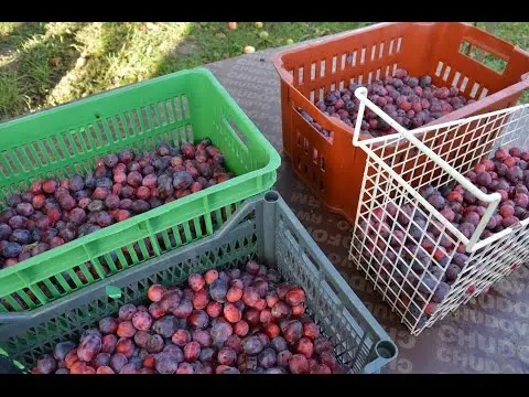 homemade plum brandy recipe