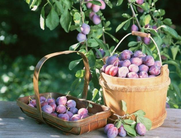 Homemade plum wine: recipe