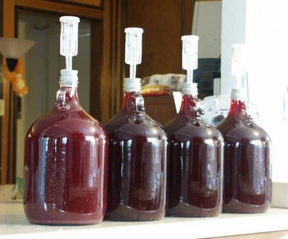 Homemade plum wine: recipe