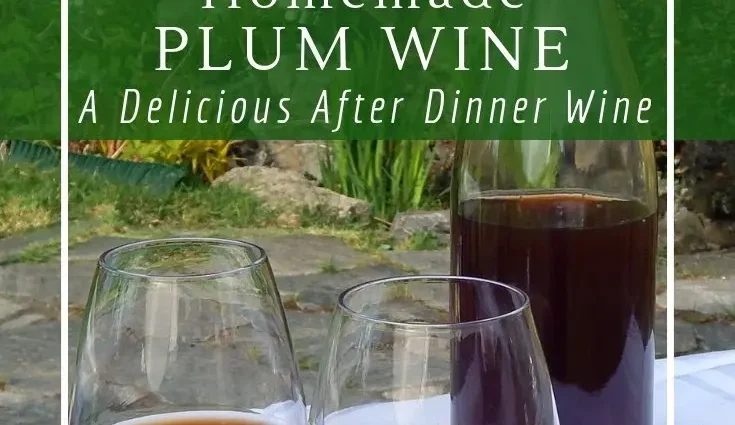 Homemade plum wine: recipe